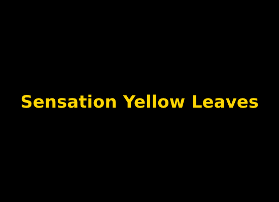 Sensation Yellow Leaves Image